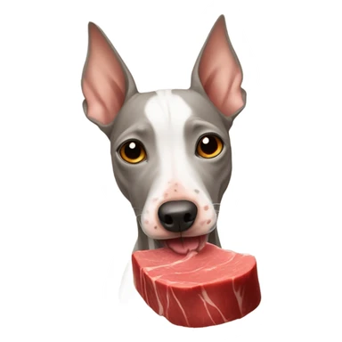 American Hairless Terrier eating red beef sticker