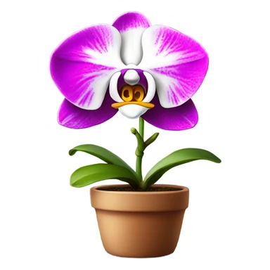 white and magenta orchid in small pot  sticker