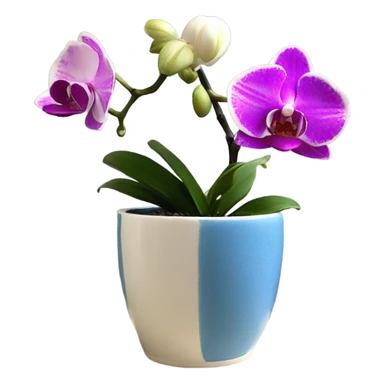 white and magenta orchid in french blue small pot  sticker