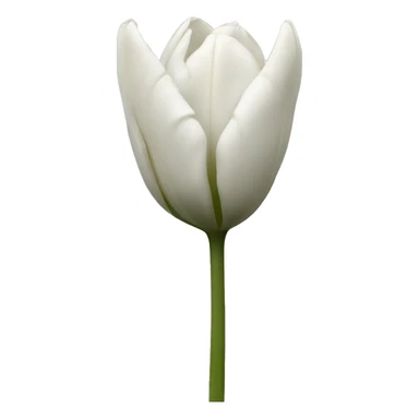 Tulpe weiß sticker