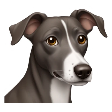 Dark Grey brown Formosa mountain dog and Italian greyhound mix, dark brown eyes, ears up sticker