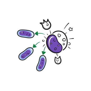 Antimicrobial action diagram: purple bacteria with detailed cell structure being attacked by blue shield-shaped antimicrobial molecules. Green arrows showing points of attack on cell wall and membrane. Hand-drawn scientific illustration with color-coded components. sticker