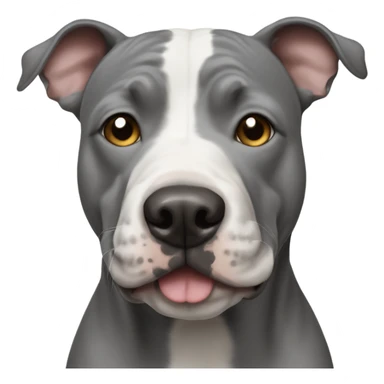 Grey Stafford shire bull terrier dog portrait with a small white line between his eyes and a white chest sticker