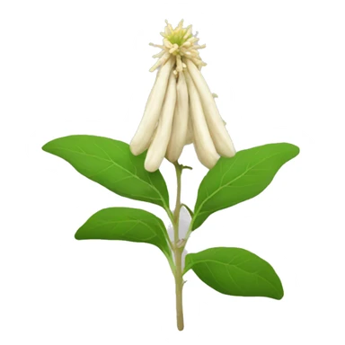 ashwagandha with flower sticker