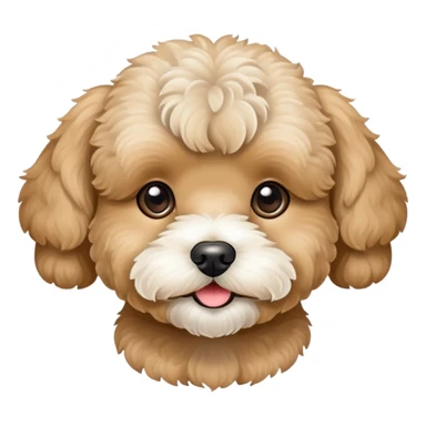A beige Maltipoo with a white snout. sticker