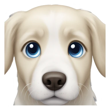 White golden retriever + husky with one blue eye and one brown sticker
