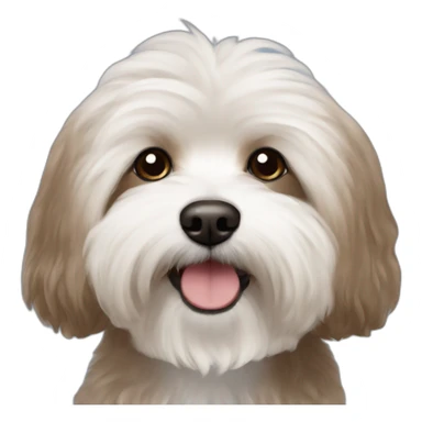 Brown bichon havanese sticker