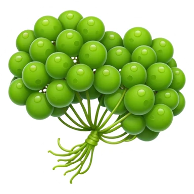 Sea grapes (Caulerpa lentillifera) with an elongated, cylindrical shape, made of many tiny translucent green bead-like bubbles,  much smaller than real grapes, clustered tightly along a thin stem, glossy and fresh, emoji-style illustration, simplified shape, clean outline, cute and minimal sticker