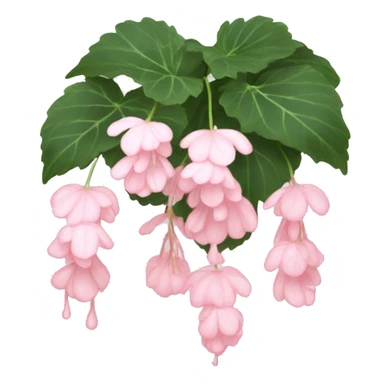 Light pink Weeping begonia  sticker