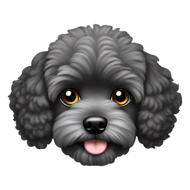 Black maltipoo with light gray snout sticker