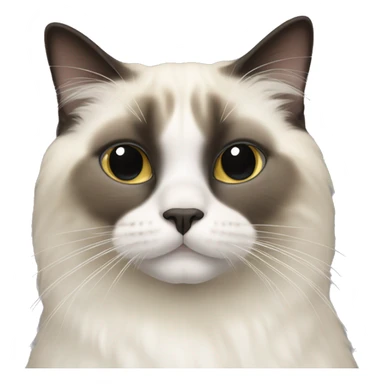 seal point ragdoll cat sticker