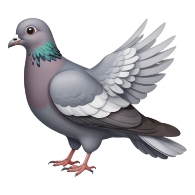 a pigeon bird, gray dove sticker