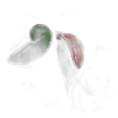 Anthurium feuille longue et noire sticker