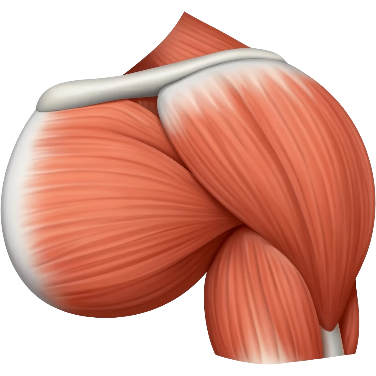 shoulder muscle emoji