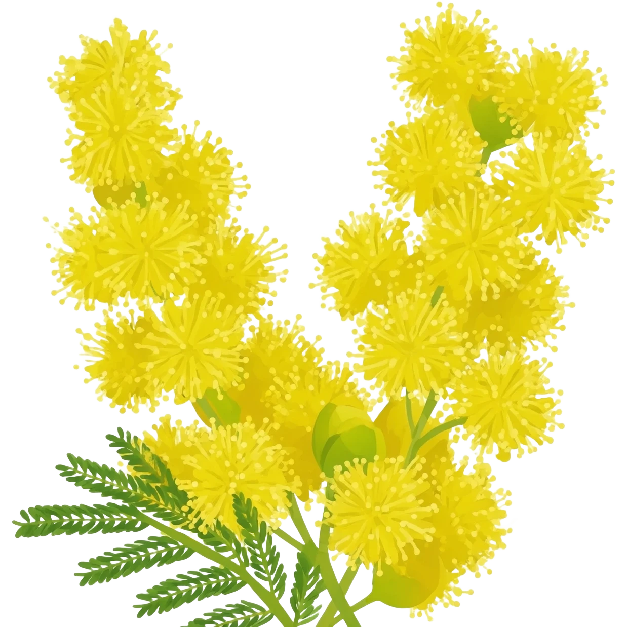 Mimosa flowers emoji