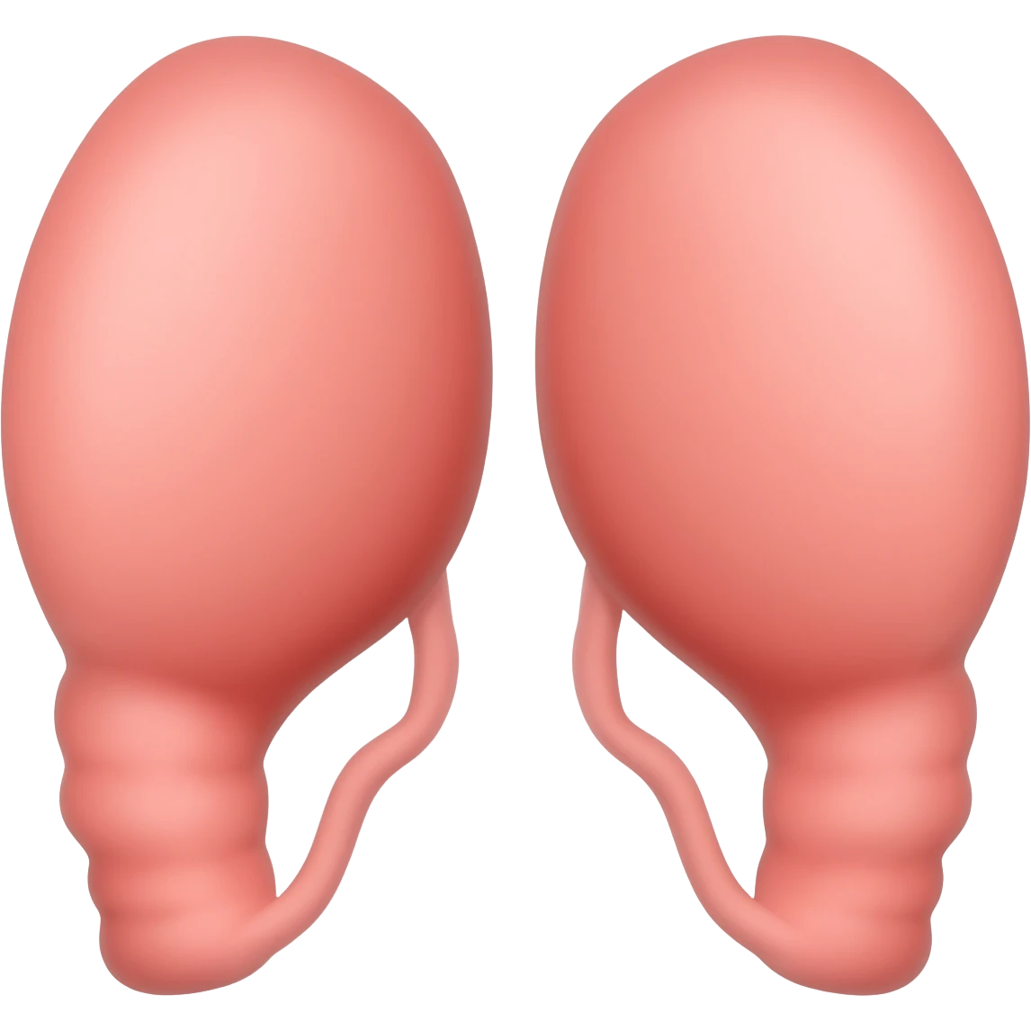 The penis has two testicles. emoji