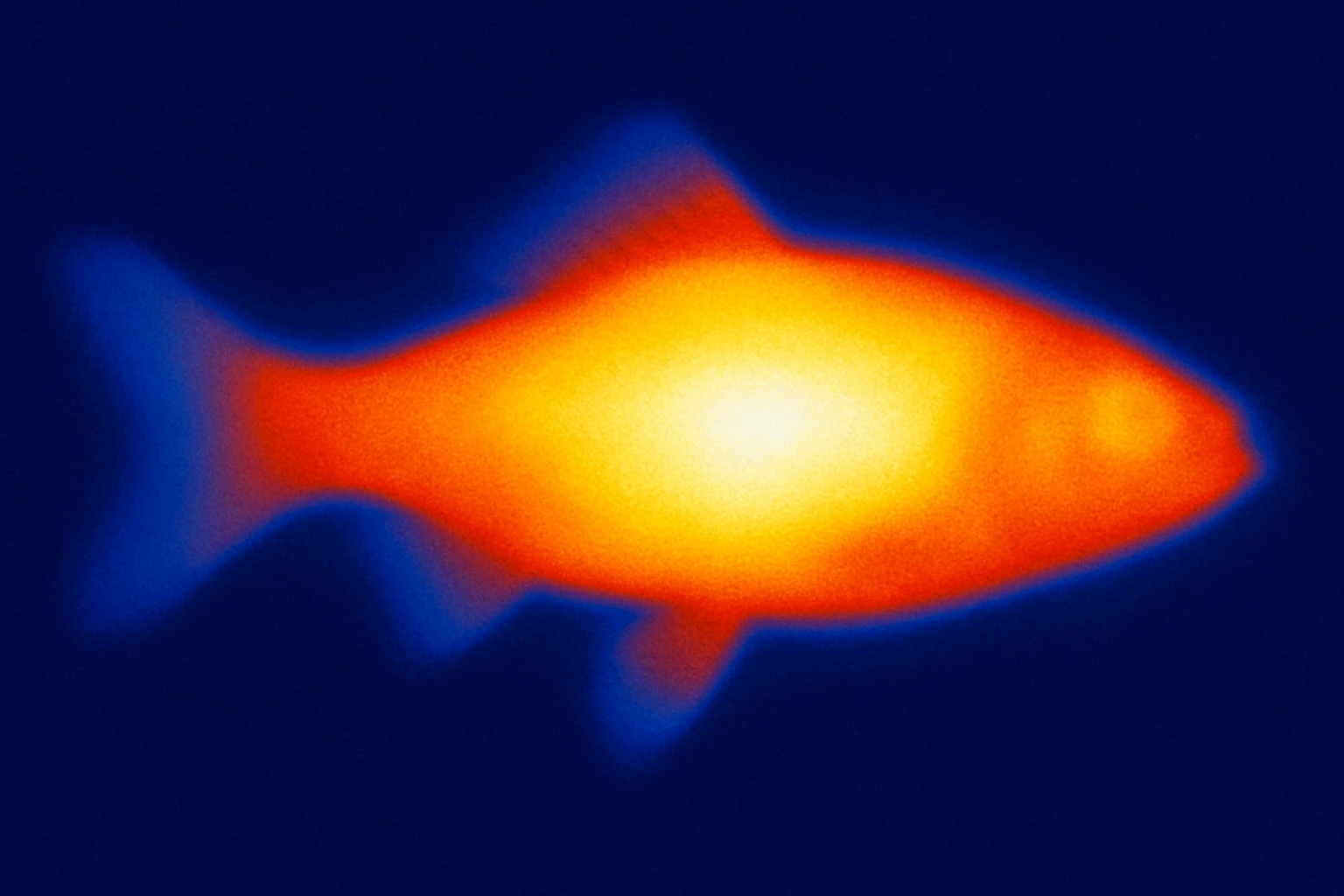 A fish in thermal camera style emoji