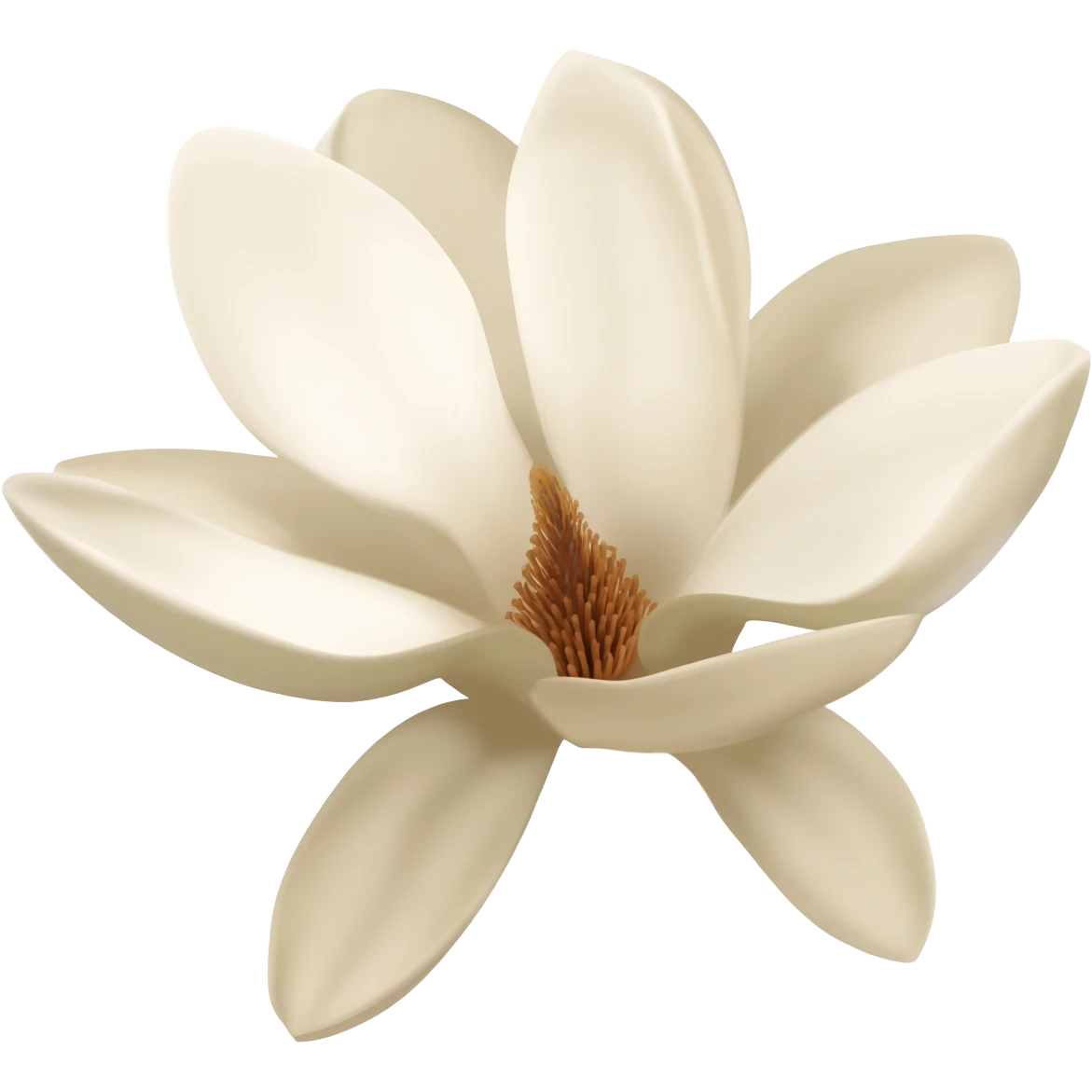 magnolia-flower-with-soft-white-and-light-beige-petals-on-a-plain emoji
