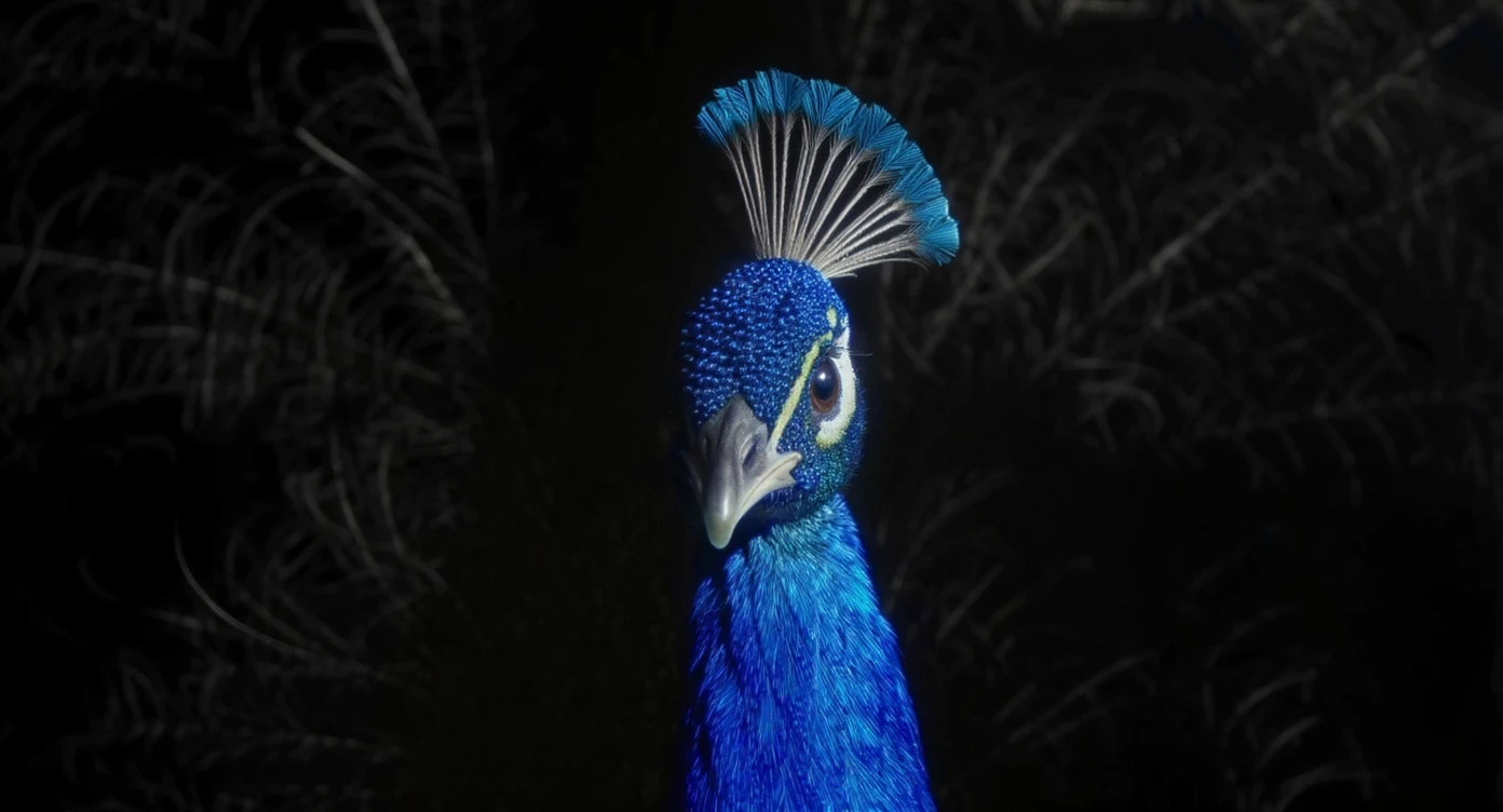 a stunning close-up of a peacock with vibrant blue feathers and a delicate feather crown, set against a dark background. emoji