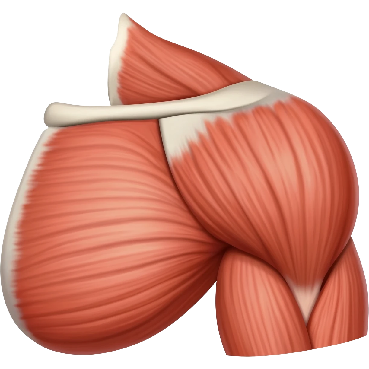 focus shoulder muscle emoji emoji