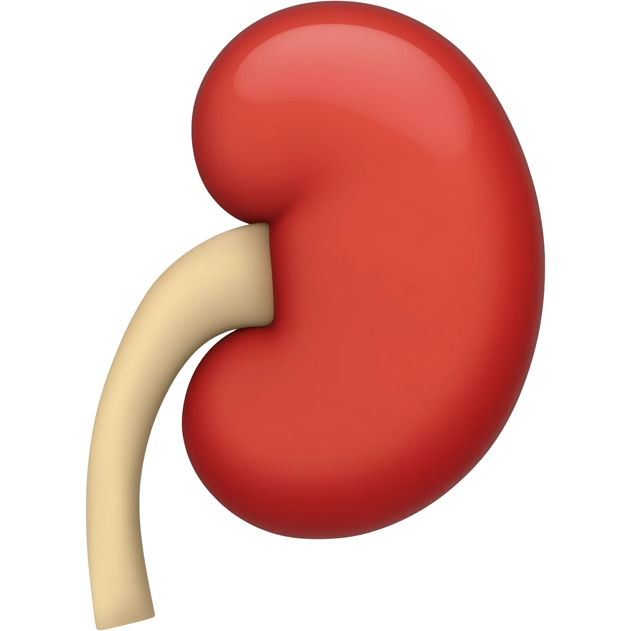 Kidney emoji
