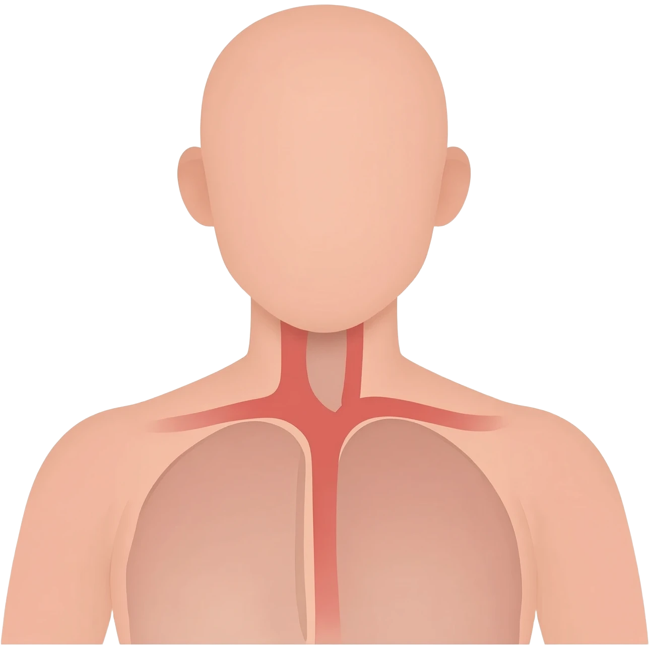 “Educational illustration of a human trunk, simple anatomical drawing style, soft colors, white background, clear and clean design, educational children's style, ideal for a children's science book, showing the throat and the connection between the head and the torso.” emoji