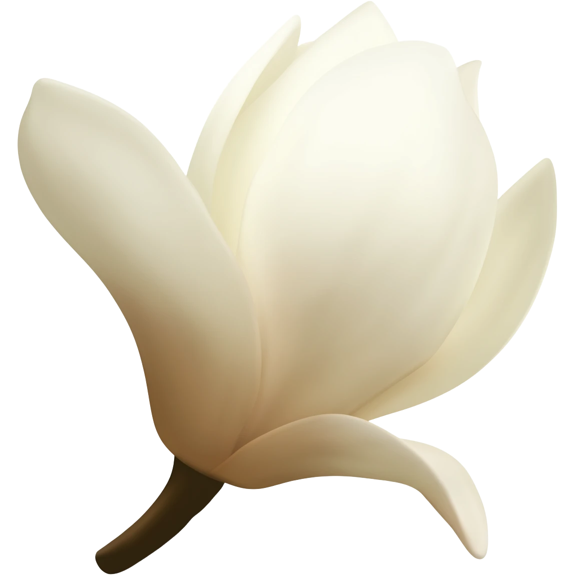 magnolia-flower-with-soft-white-and-light-beige-petals-on-a-plain-white-background,-no-extra-details emoji