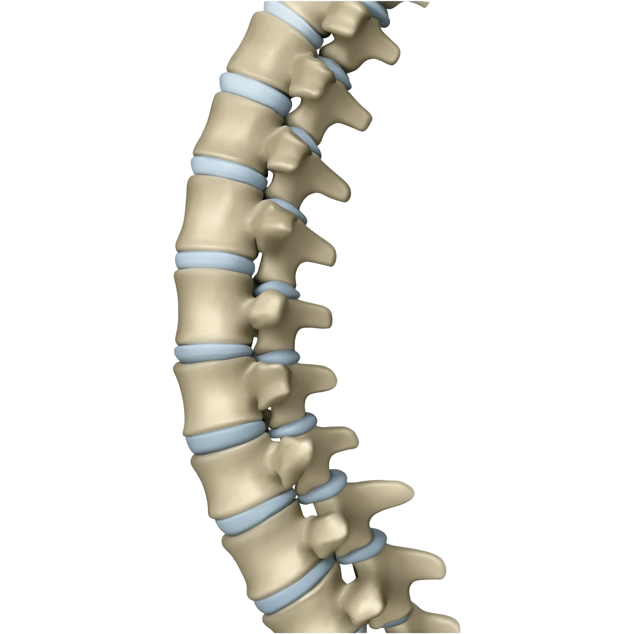 columna vertebral emoji