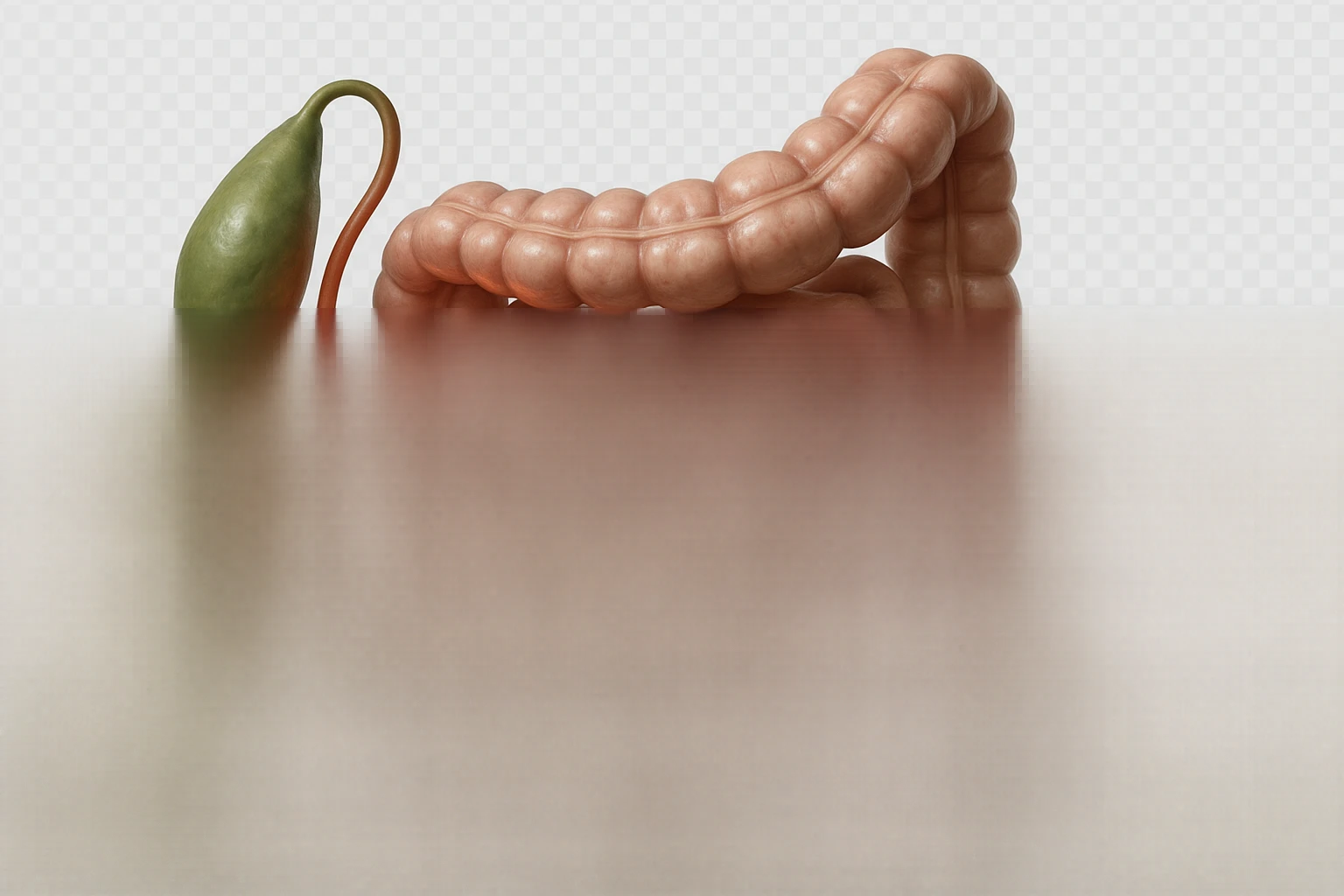 CISTIFELLEA E INTESTINO SONO COLLEGATI NEL DOLORE, SENZA SCRITTE E L'INTESTINO FALLO PERFETTO E REALISTICO, NON DISEGNATO iperrealistico 4k emoji