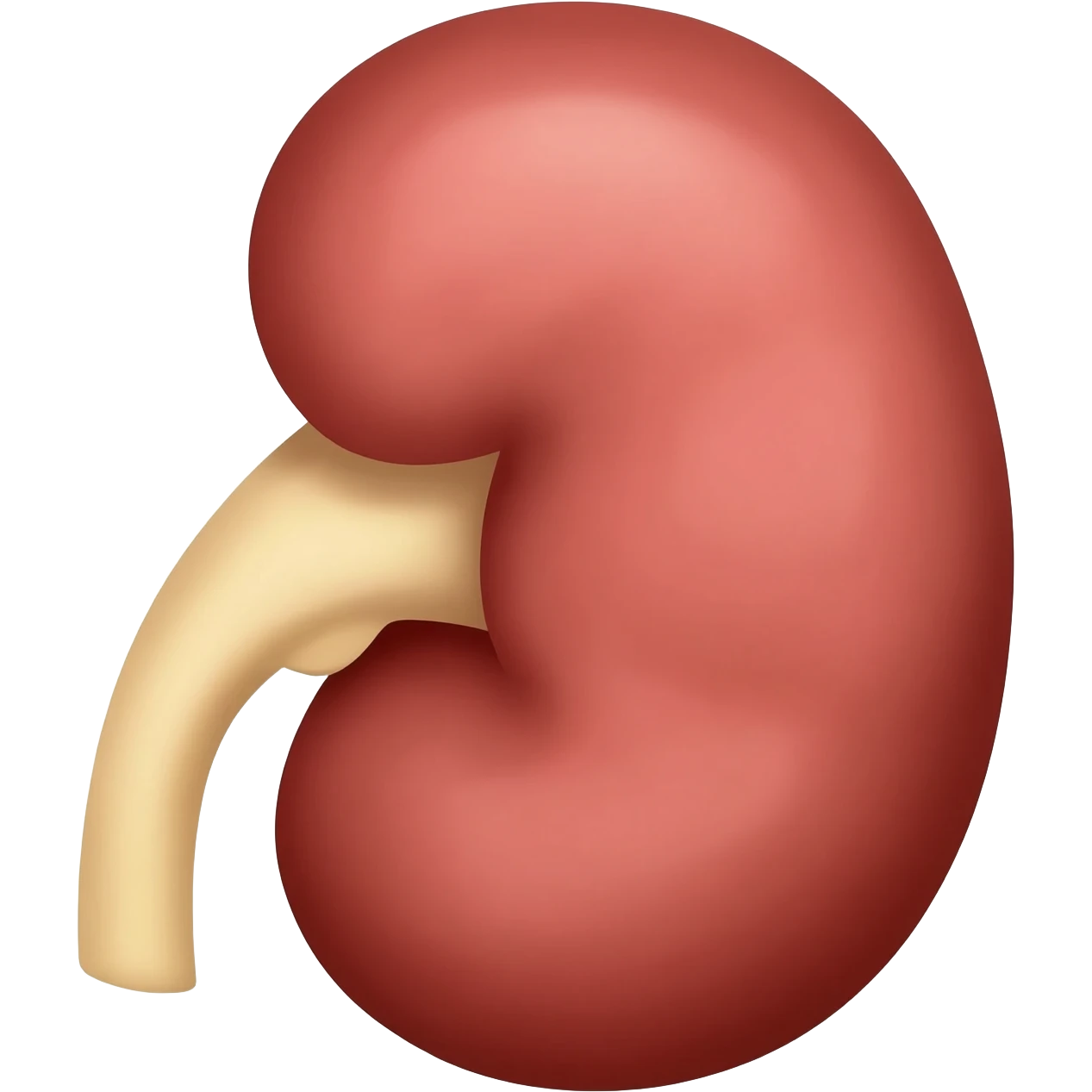 kidney emoji
