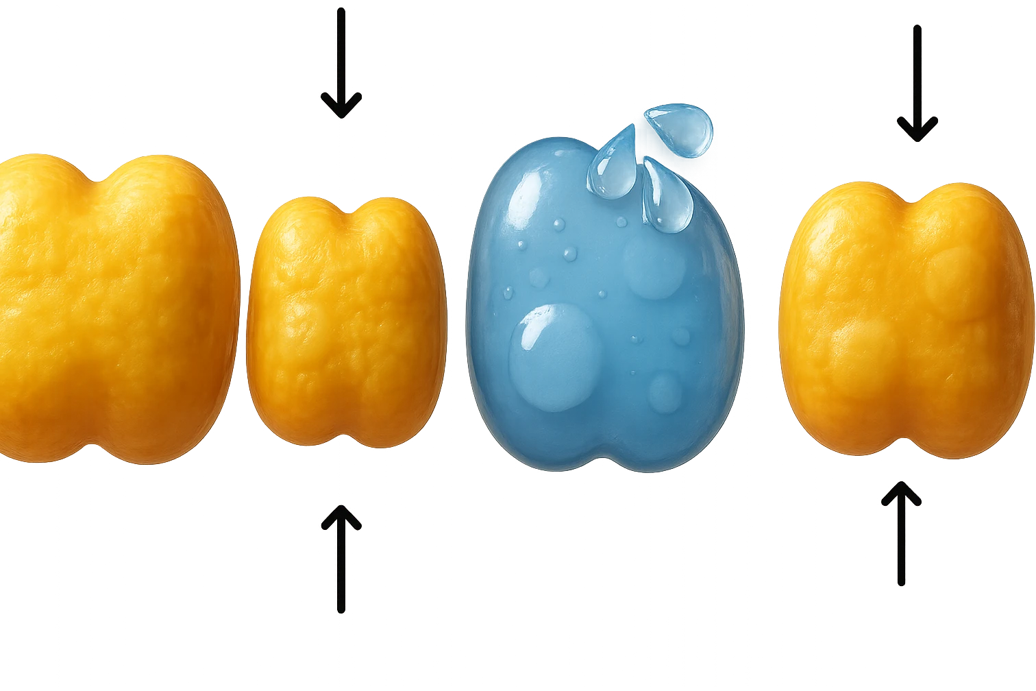 il processo di una cellula adiposa che si sgonfia, e si gonfia di acqua, falla identica all'immagine che ho allegato ma in 3d iperrealistica 4k emoji