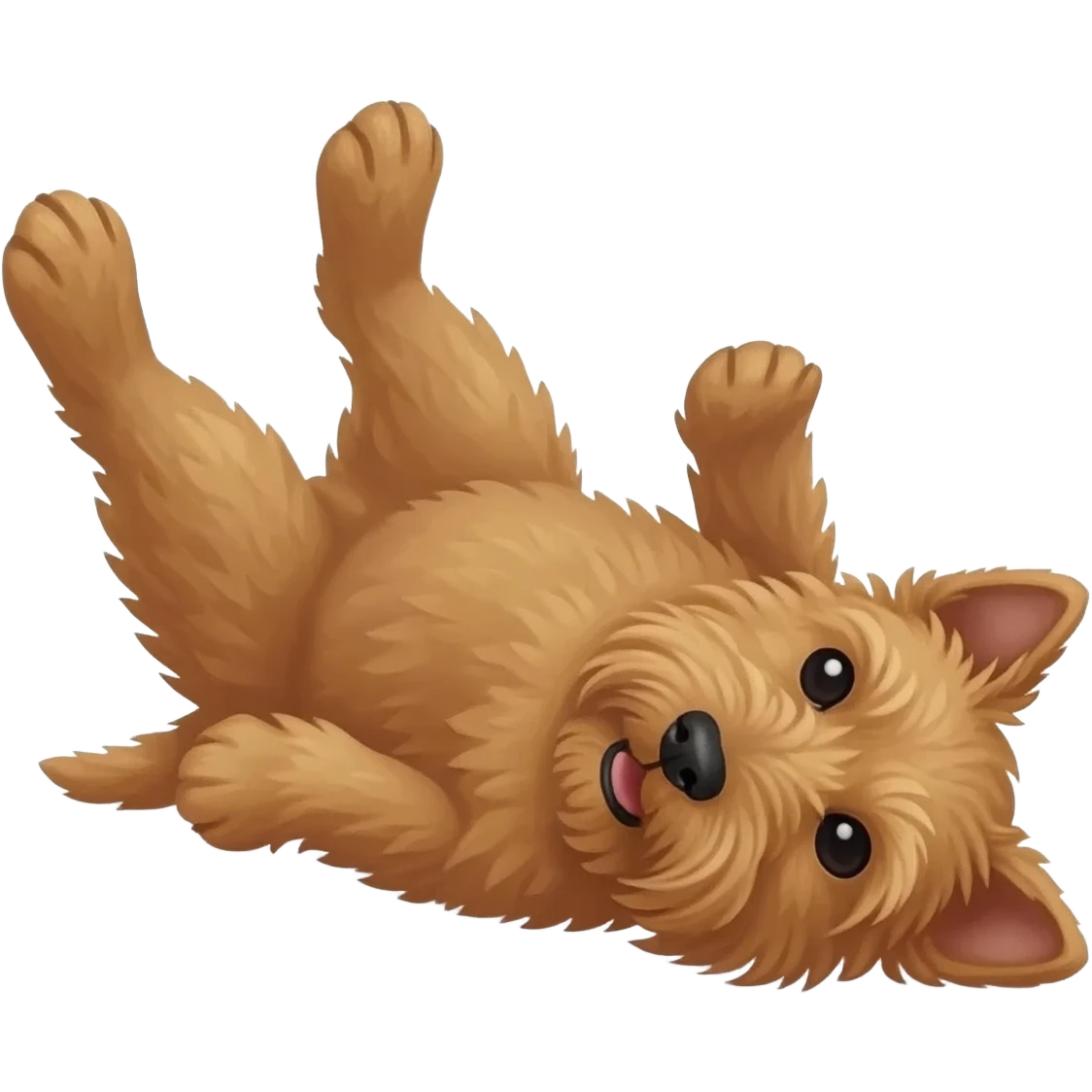 Norwich Terrier lying on its back with its paws up emoji