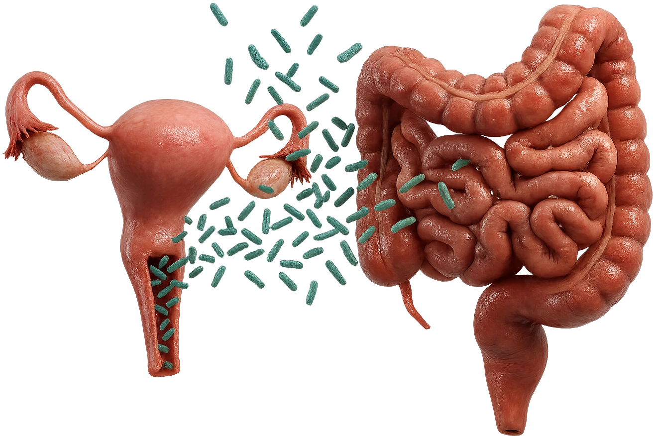 UTERO UMANO E INTESTINO ANATOMICI REALISTICI SONO UNO ACCANTO ALL'ALTRO E SI PASSANO I BATTERI A VICENDA, CON BATTERI CHE ESCONO DALL'INTERNO, IPERREALISTICO 4K, NON DISEGNATO emoji