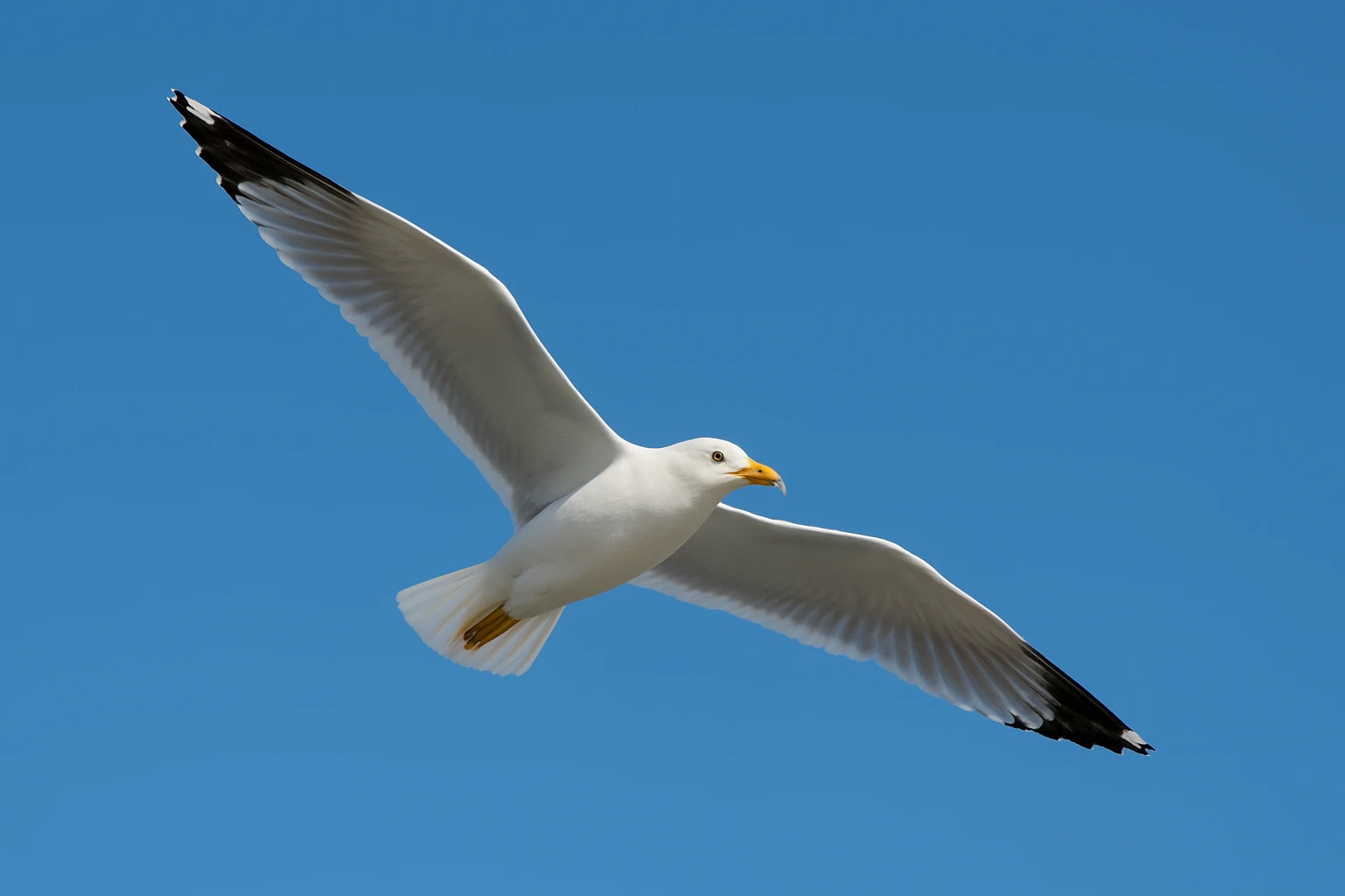 Seagull emoji
