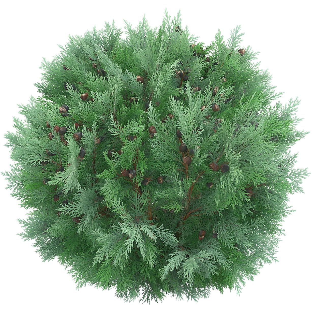 juniperus itoigawa emoji