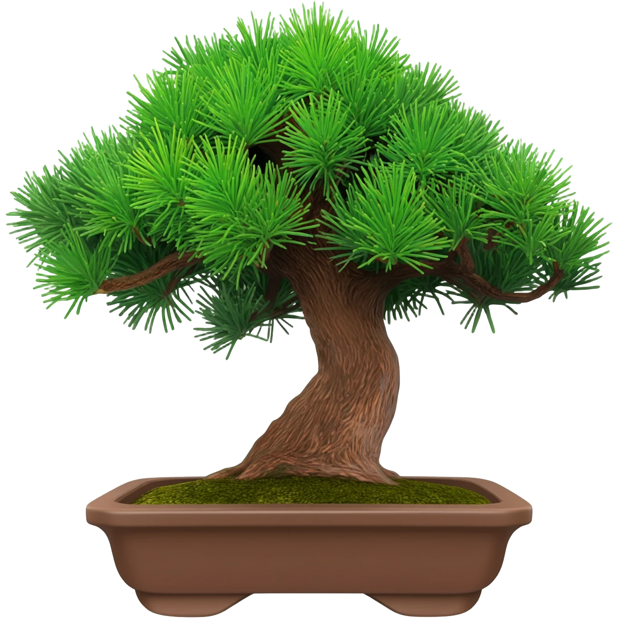 bonsai juniperus itoigawa emoji