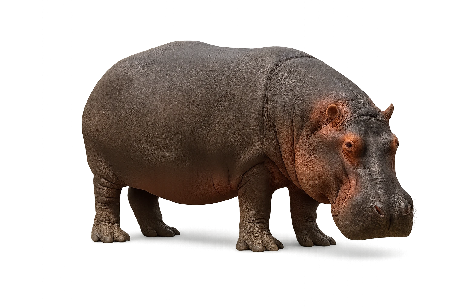 Hippopotamus emoji