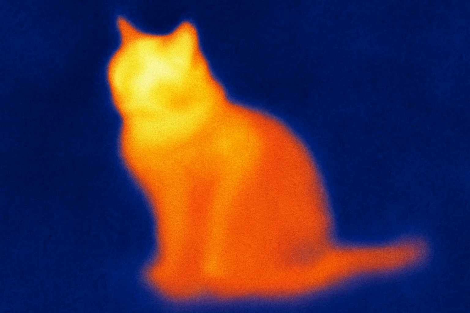 A cat in thermal camera style emoji