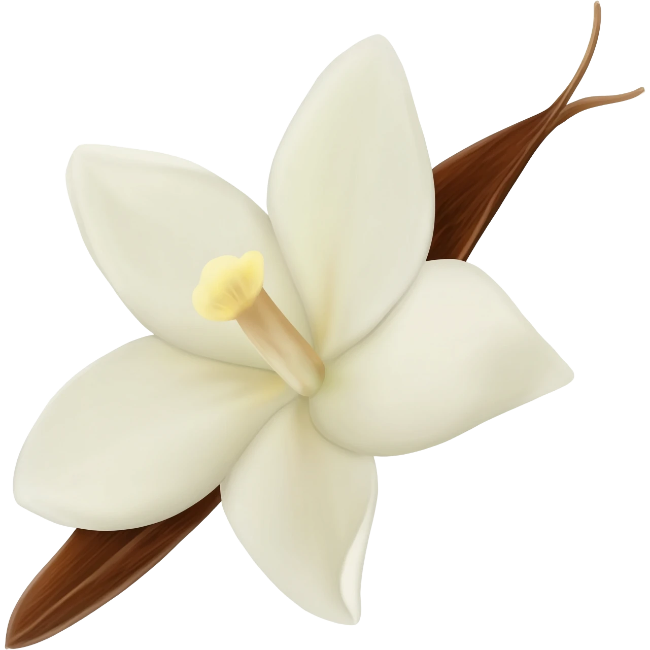 White vanilla flower with brown pod emoji