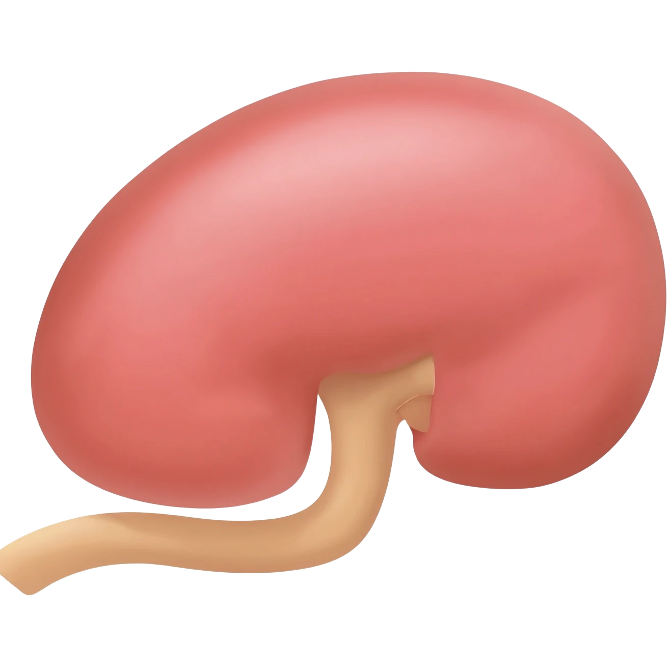 Kidney organ emoji