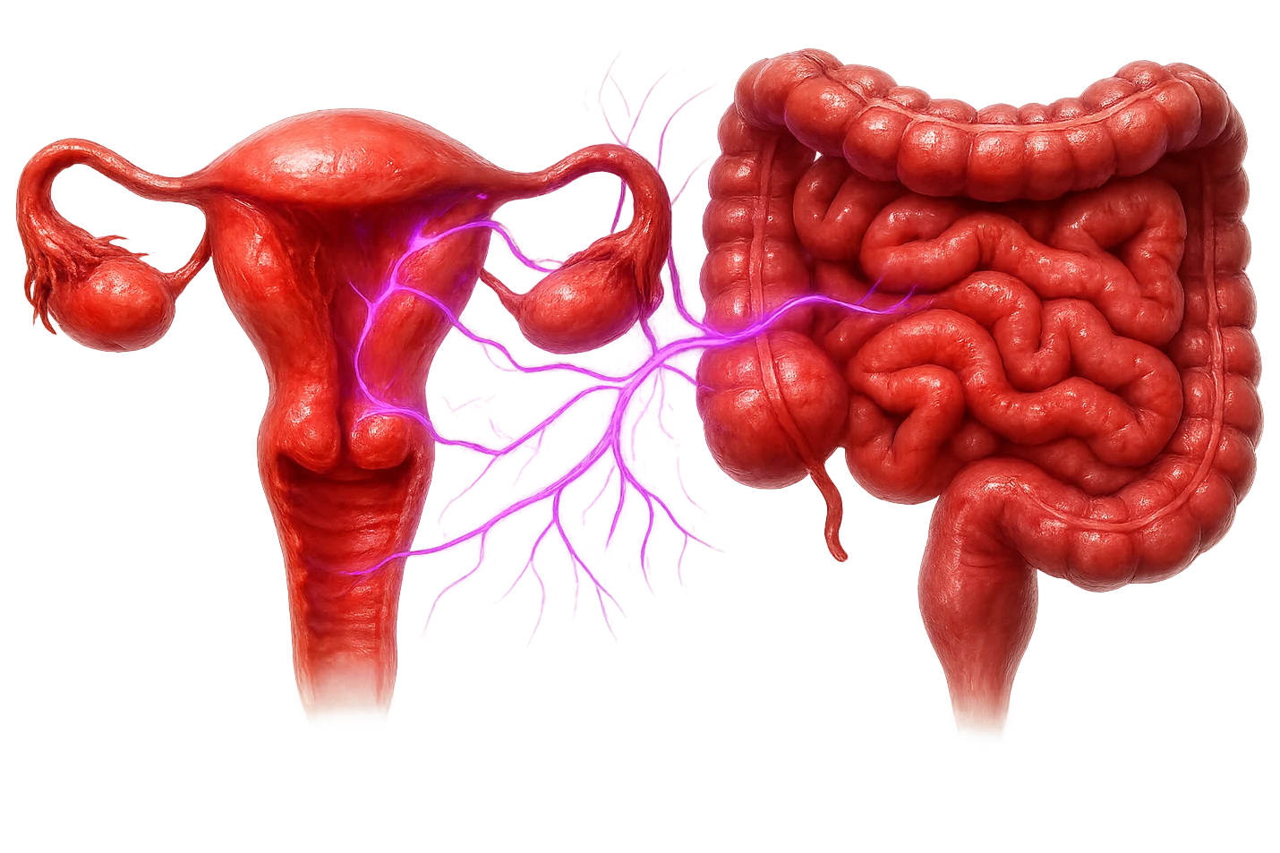 utero umano anatomico iperrealistico e intestino umano anatomico iperrealistico hanno in comune il dolore e l'infiammazione, rendi bene il collegamento tra i due organi doloranti, falla iperrealistica, non disegnata, fai colori che si adattano a questo viola #971ef1 emoji