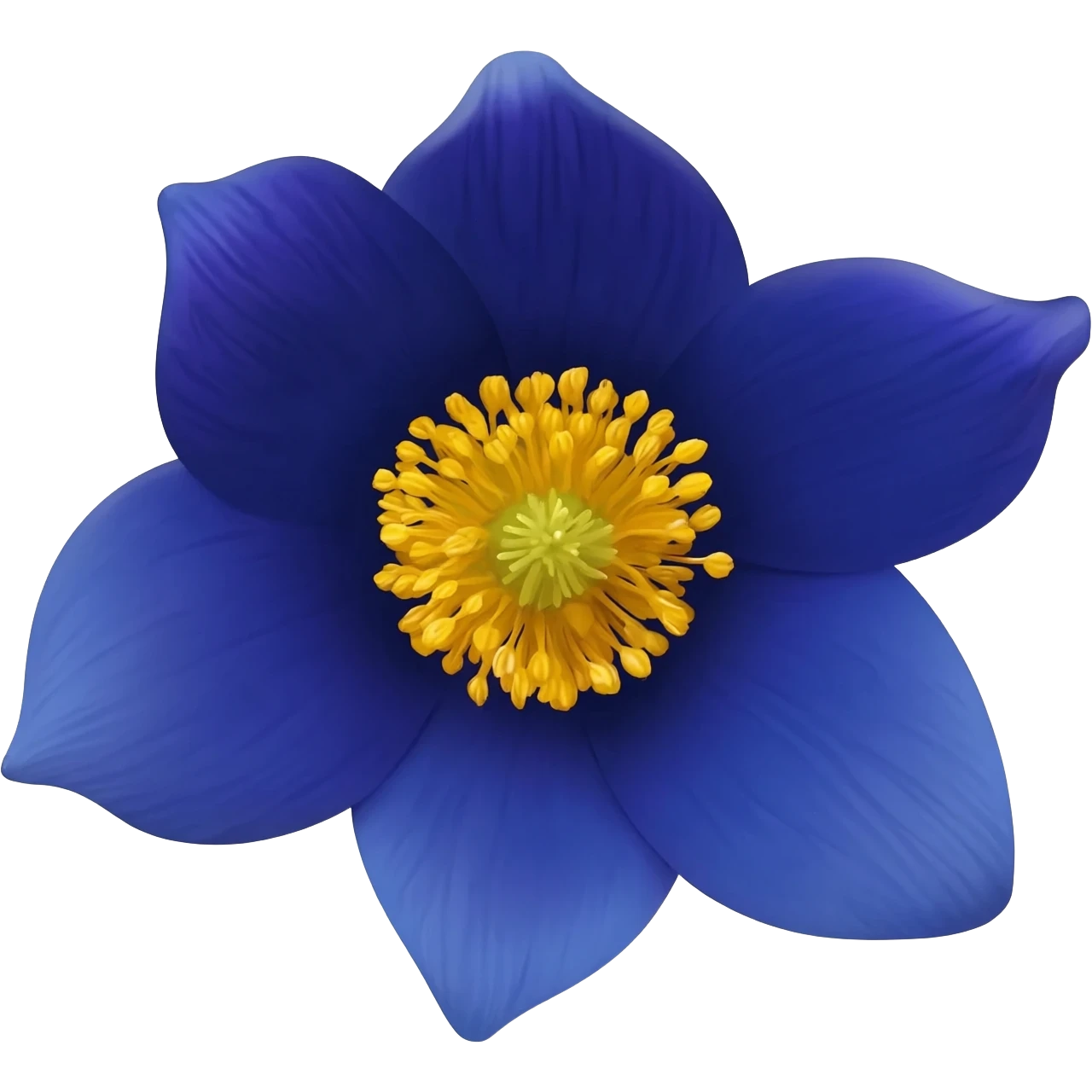 I said pasqueflower (Pulsatilla) in Navy Rich Royal Blue shade. No leaves. No other colors! emoji