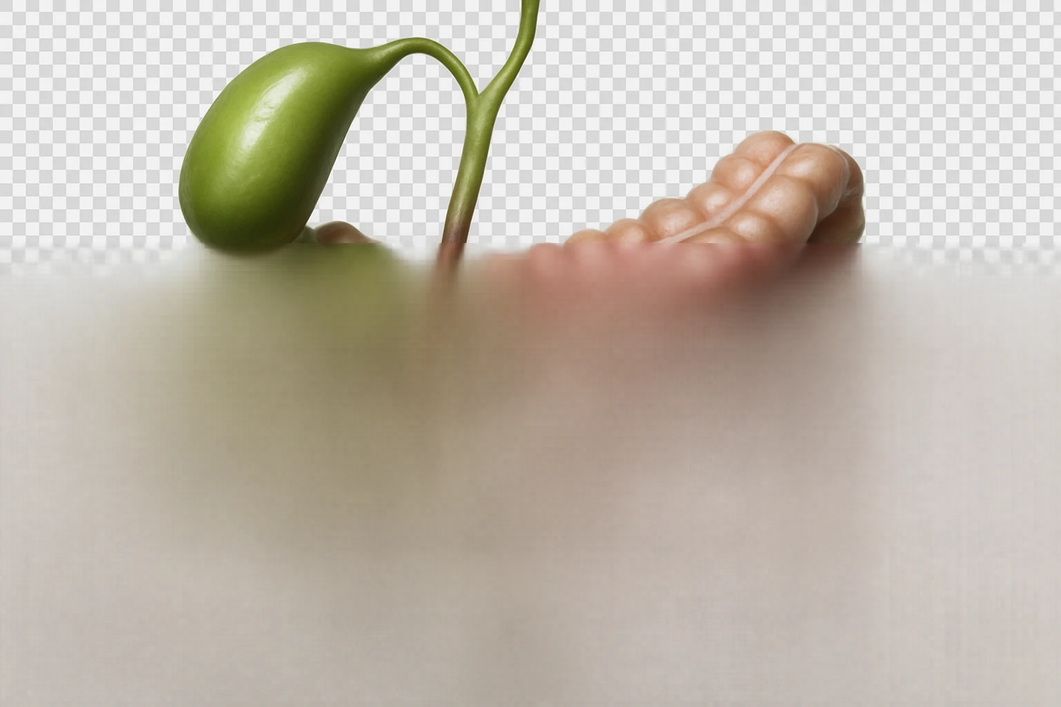 CISTIFELLEA E INTESTINO SONO COLLEGATI NEL DOLORE, SENZA SCRITTE E L'INTESTINO FALLO PERFETTO E REALISTICO, NON DISEGNATO iperrealistico 4k emoji