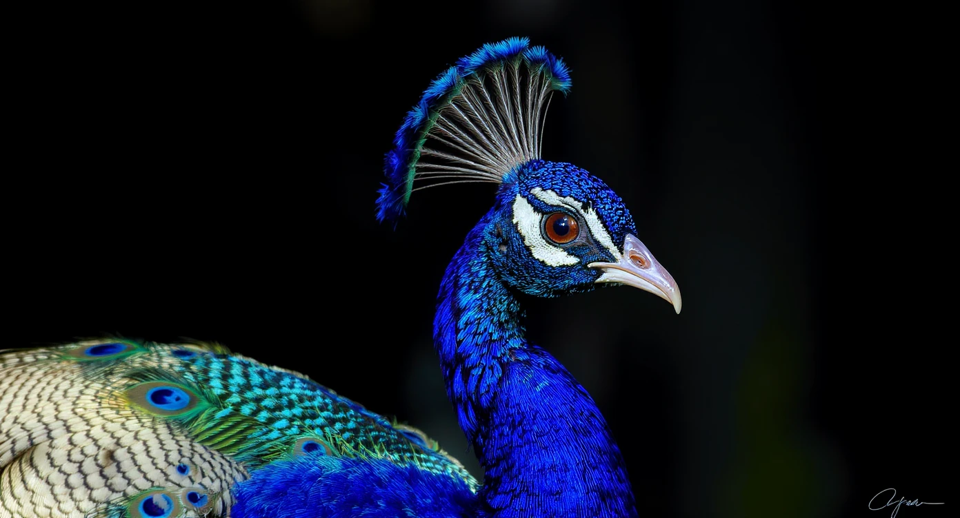 a stunning close-up of a peacock with vibrant blue feathers and a delicate feather crown, set against a dark background. emoji