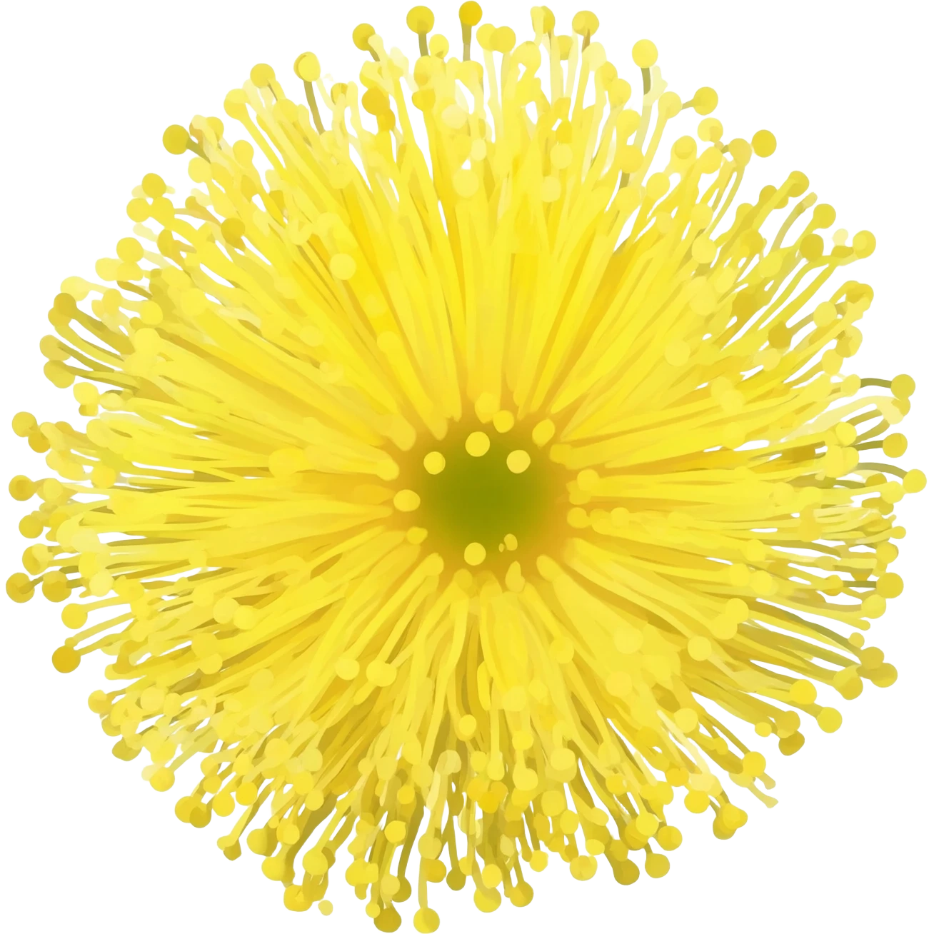 Mimosa fiore emoji