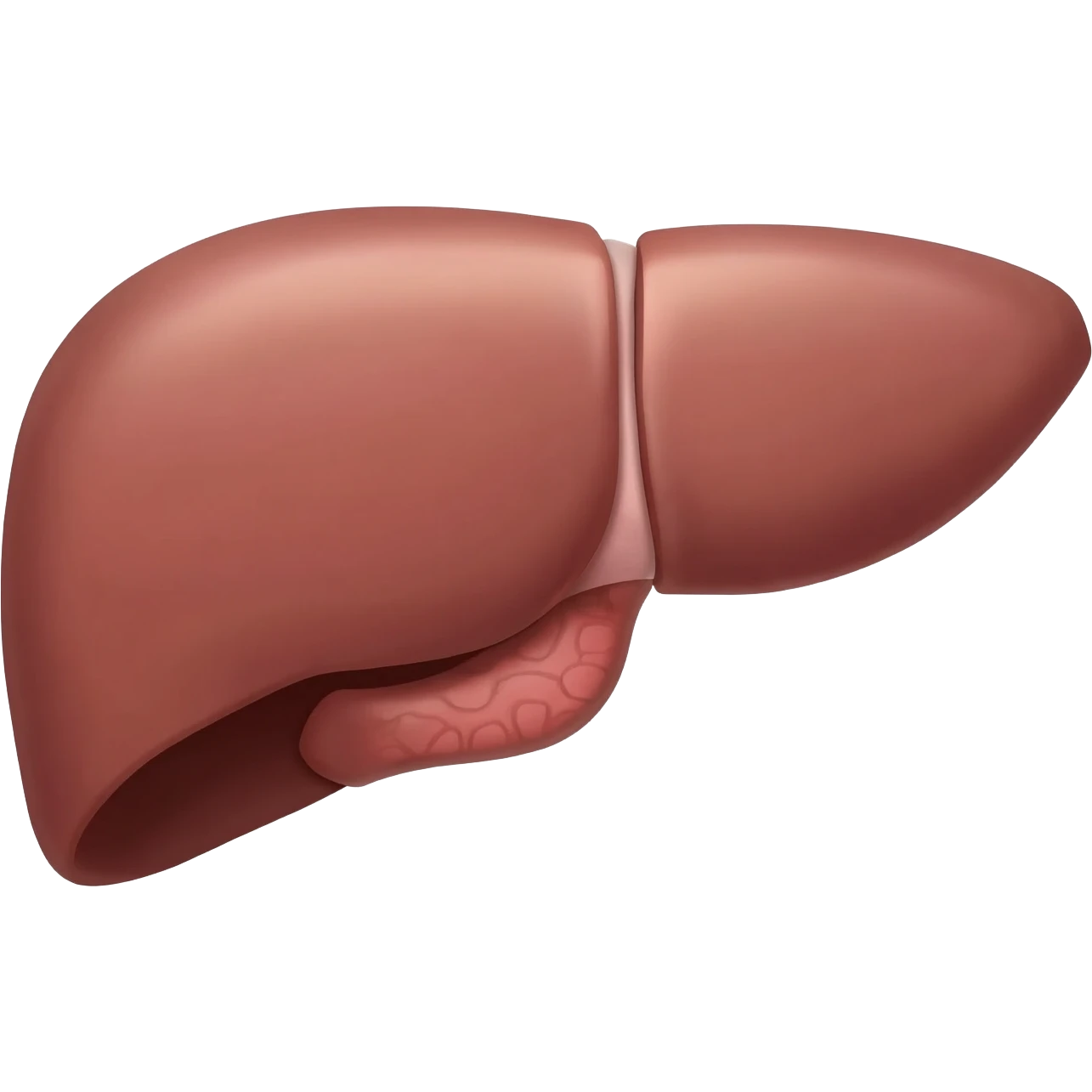 Liver emoji