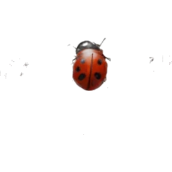 ladybug  emoji