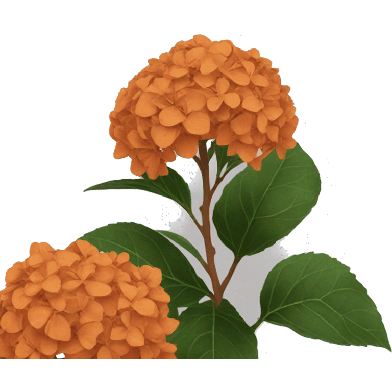 Burnt orange hydrangeas  emoji