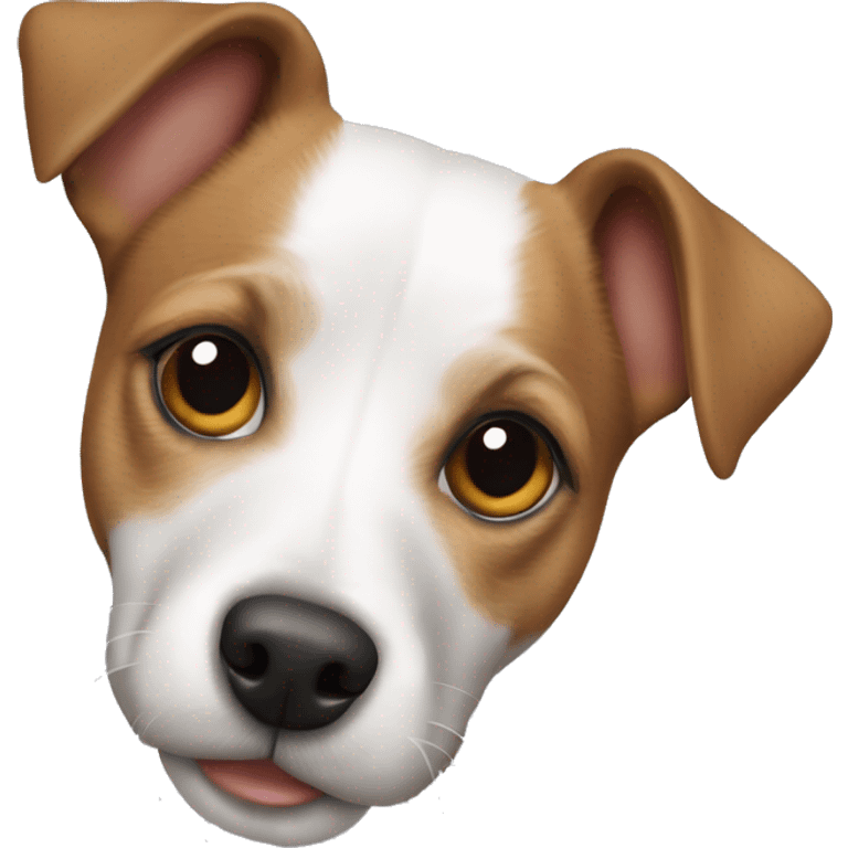 Jack Russell mixed with pit emoji