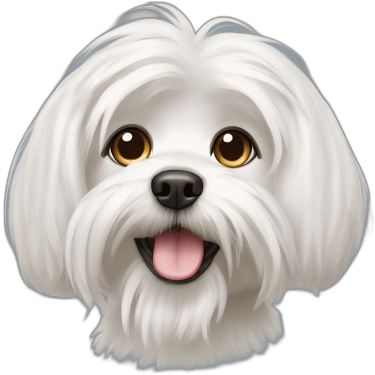 Maltese dog with shorter hair and litte bit of tongue stigning out emoji